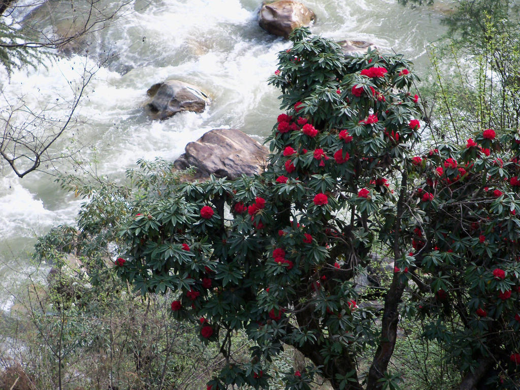 Parvati Kuteer Riverside Resort กาซอล ภายนอก รูปภาพ